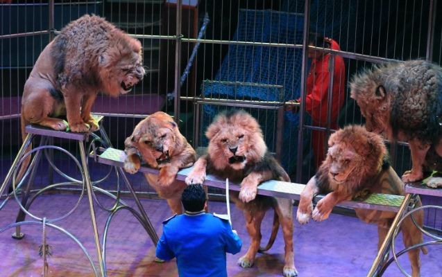 bu-olkede-sirklerde-heyvanlardan-istifade-etmek-qadagan-edildi