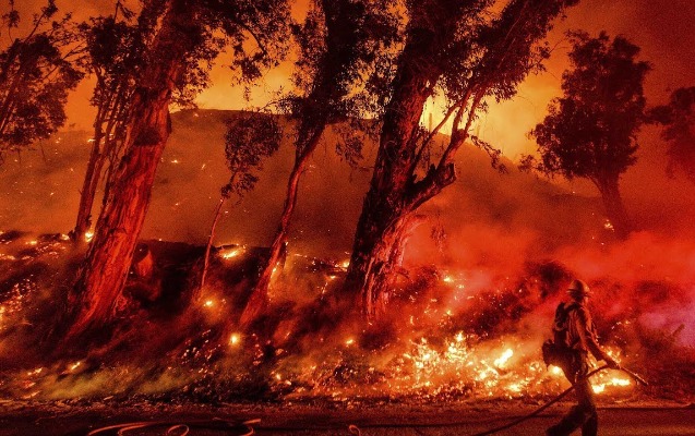 avstraliyada-mese-yanginlari-350-koala-oldu