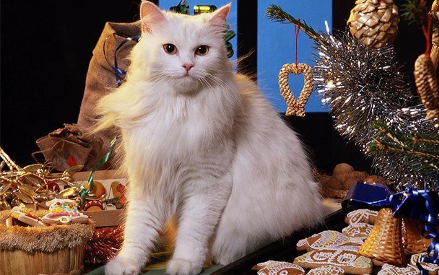 noyabrin-30-u-umumdunya-ev-heyvanlari-gunudur