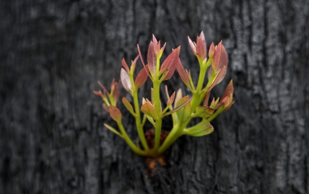 avstraliyada-tebietin-oyanisi