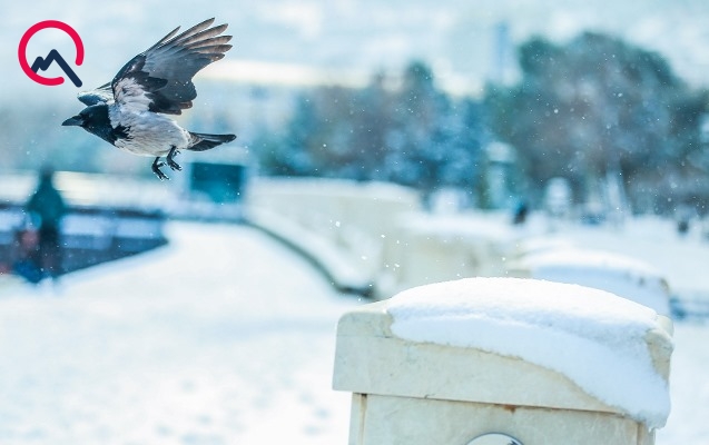 sabah-da-qar-yagacaq