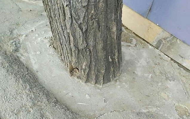 agaclarin-dibini-betonlayan-sirket-cezalandirildi