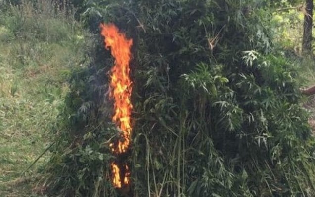 zerdabda-1-tondan-cox-cetene-mehv-edildi