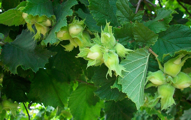 azerbaycanda-findiqciliq-sahesinde-yeni-layiheye-baslanilib