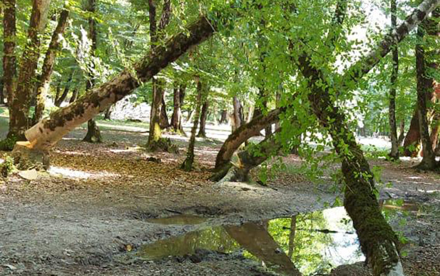 vezifeli-sexsler-agaclari-kesdirdi-cinayet-isi-acildi