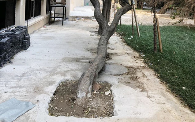 betonlanan-agacin-dibi-temizlendi