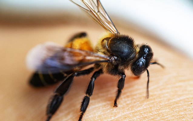 Ağstafada arı sancan kişi öldü