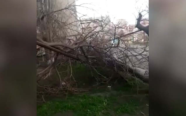 sumqayitda-kulek-agaci-qaz-borusunun-uzerine-asirdi