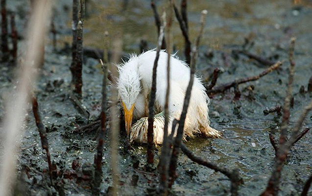 abseron-yarimadasinda-1000-hektar-neftle-cirklenmis-erazi-var