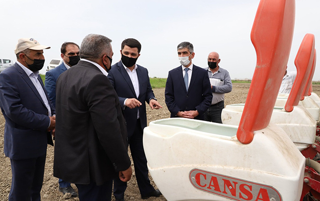 neftcalada-pambiq-ekini-davam-edir