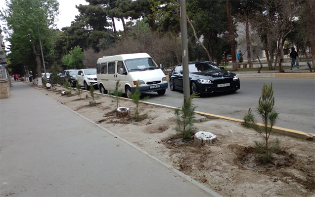 sikayetlerden-sonra-asmis-agaclarin-yerine-yenileri-ekildi