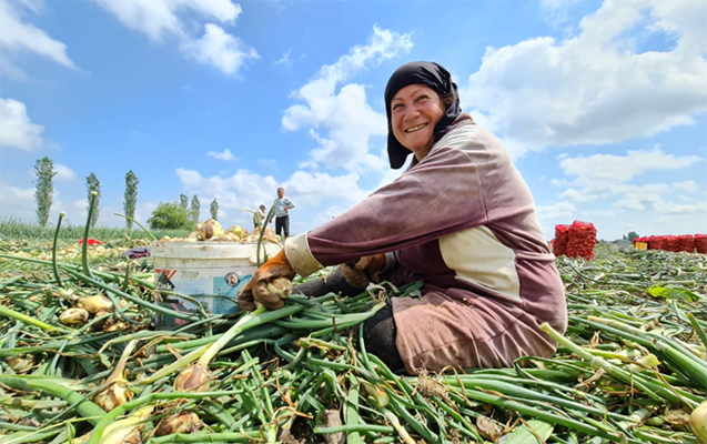 kumculere-ipekqurdu-toxumunun-paylanmasi-basa-catdi