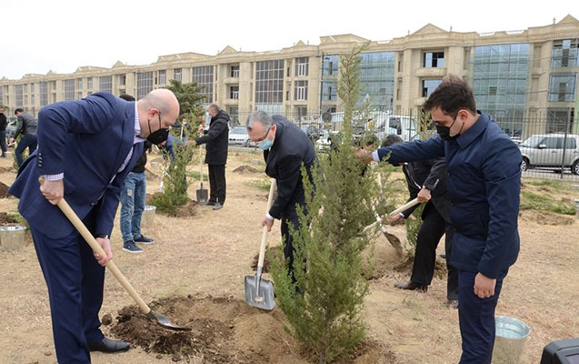 bakida-200-eded-yeni-agac-ekildi