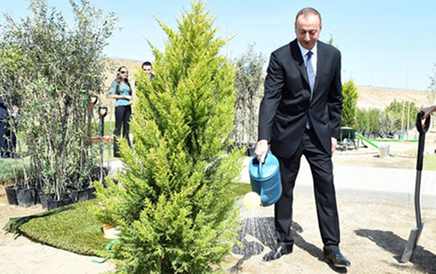 Prezident Ağdam şəhər meşə-parkında ağac əkdi