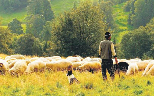 gedebeyde-cobani-sel-apardi