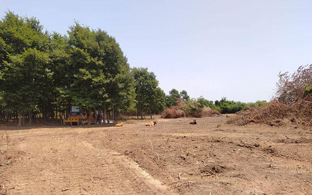 lenkeranda-mesede-agaclari-kesen-beta-cezalandirilacaq