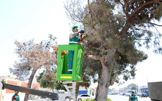 bakida-xeste-agaclar-utilizasiya-edilir