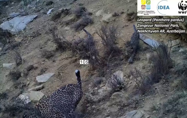 zengezur-milli-parkindaki-bebir-balalari