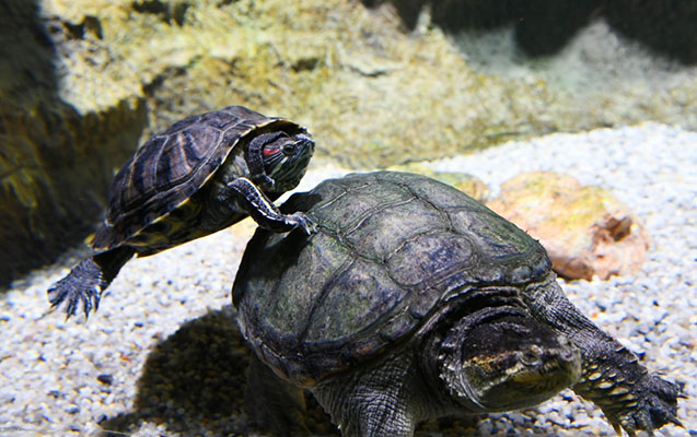 baki-zooloji-parkindan