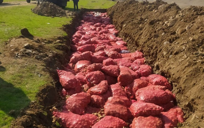 Rusiyadan gətirilən 67 ton kartof məhv edildi