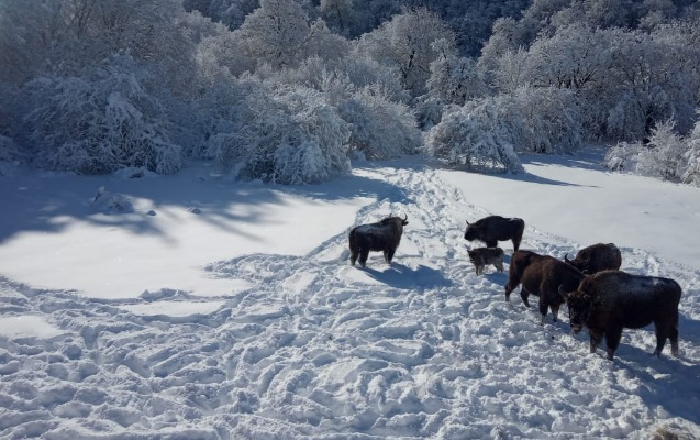 bayram-gunlerinde-milli-parklara-geden-turistlerin-sayi-aciqlandi