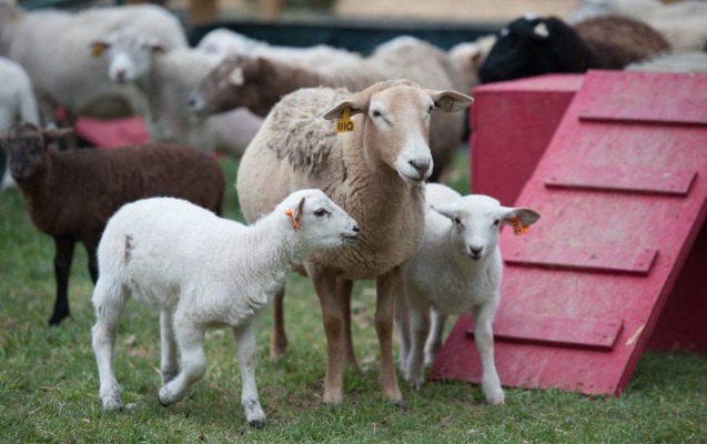 azerbaycanda-qoyun-ve-kecilerin-guzestli-sigortasi-basladi