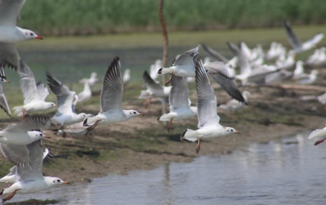 sabah-milli-parklarda-aciq-qapi-gunu-kecirilecek