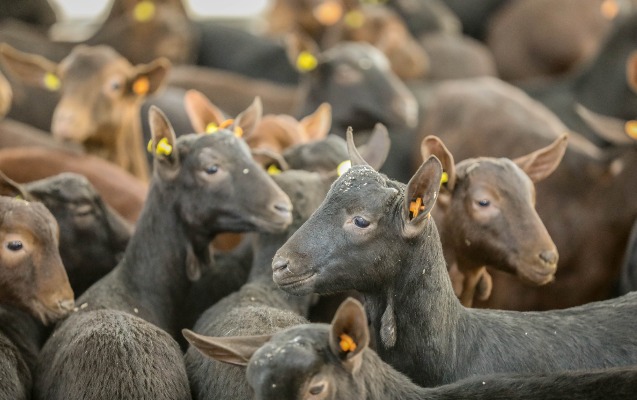 olkeye-ilk-defe-getirilen-xarici-cins-murciana-kecilerinin-satisina-baslanildi