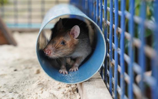 qizil-medal-alan-sican-oldu