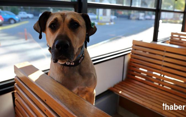 is-adami-turkiyenin-en-meshur-itini-sahiblendi