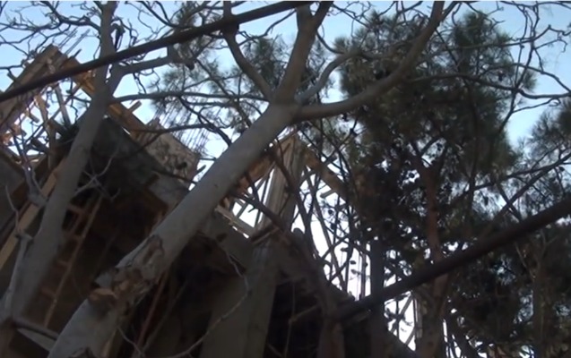 agaclari-kesen-tikinti-sirketi-mehkemeye-verildi