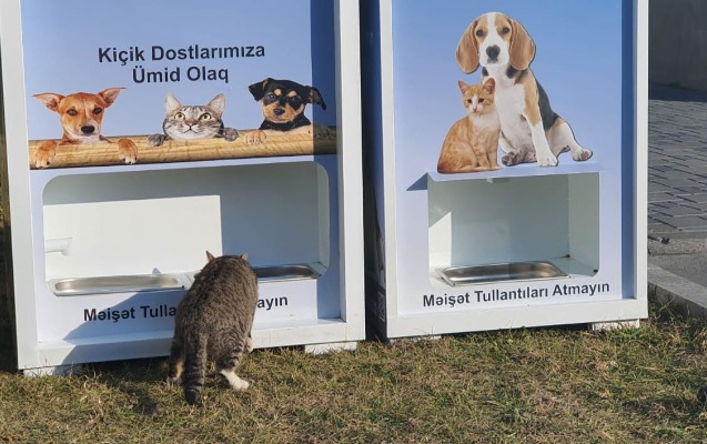 bakida-sahibsiz-heyvanlarla-bagli-pilot-layiheye-start-verildi