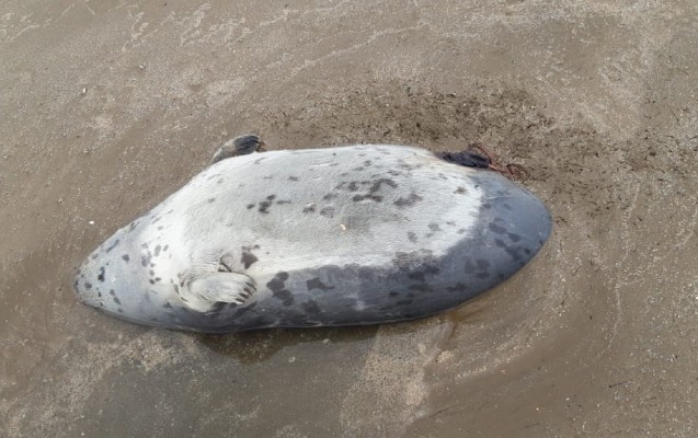 xezer-sahilinde-suiti-cesedlerinin-askarlanmasinin-sebebi-aciqlandi