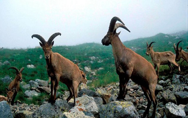 dagistan-turu-qirmizi-kitaba-duse-biler