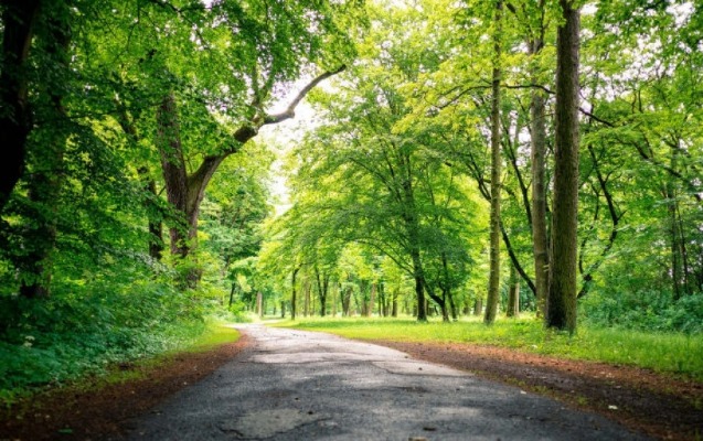 qarabagda-tapilan-65-bitki-qirmizi-kitaba-daxil-edile-biler