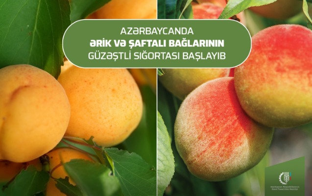 erik-ve-saftali-baglarinin-guzestli-sigortasi-basladi