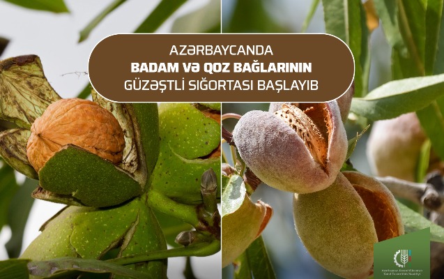badam-ve-qoz-baglarinin-guzestli-sigortasi-basladi