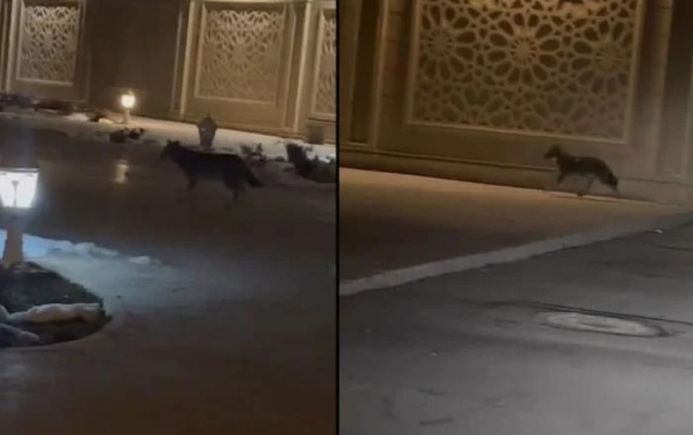 naxcivanin-merkezinde-canavarlar-goruntulendi