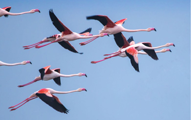 azerbaycan-avropada-qislayan-quslarin-sayina-gore-ilk-yerlerdedir