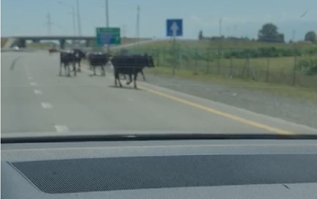 magistral-yolda-ceperi-sokub-heyvanlari-kecirirler