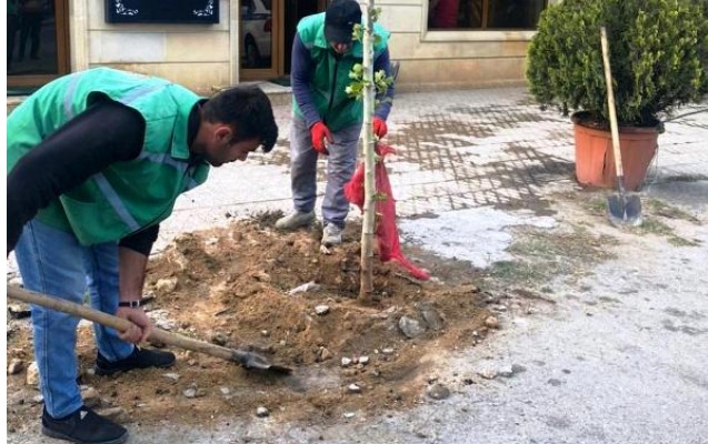 ticaret-obyektlerinin-qarsisinda-agaclari-qurutmaq-istediler-qarsisi-alindi