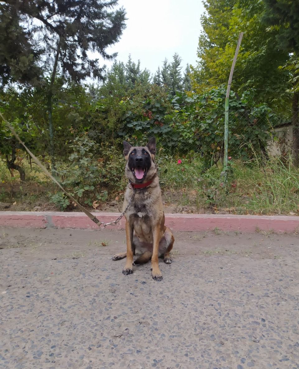 Hikmət Hacıyev minaya düşərək ölən Dina ilə bağlı paylaşım etdi - Fotolar