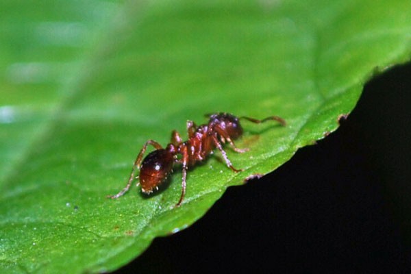 Ученые подсчитали всех муравьев на Земле
