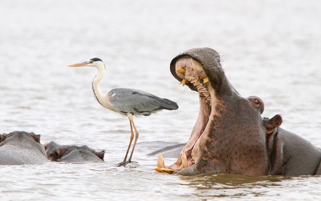 2022-ci-ilin-en-gulmeli-heyvan