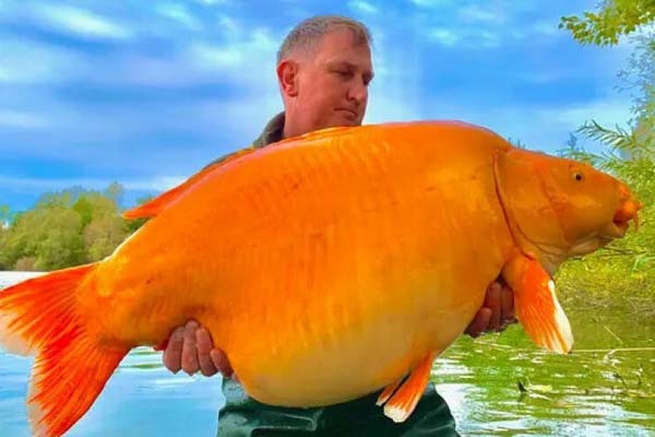 Во Франции выловили гигантскую золотую рыбку