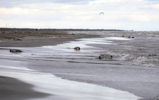 На азербайджанском побережье Каспия обнаружены мертвые тюлени
