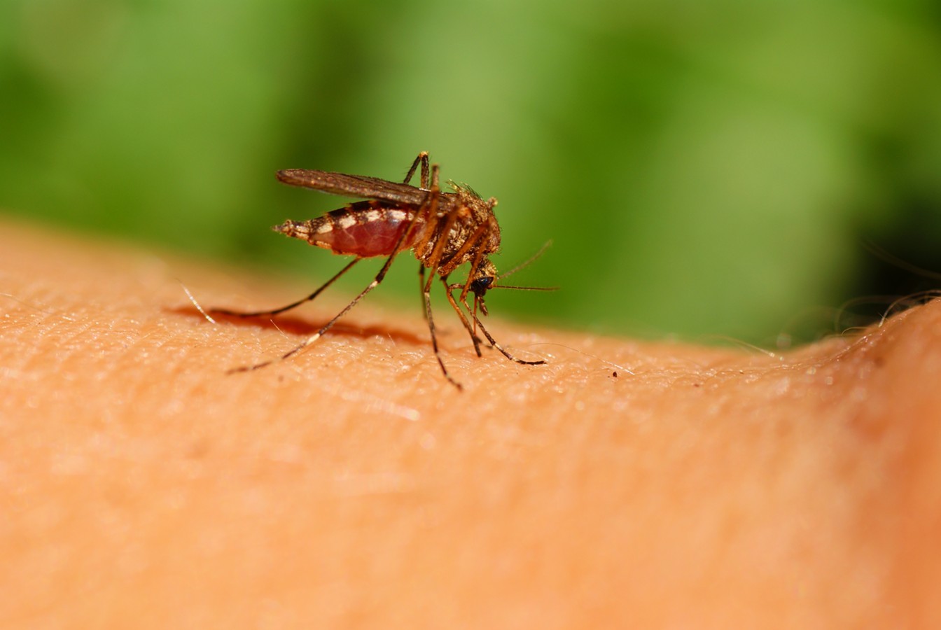 Ученые разработали новую защиту от комаров