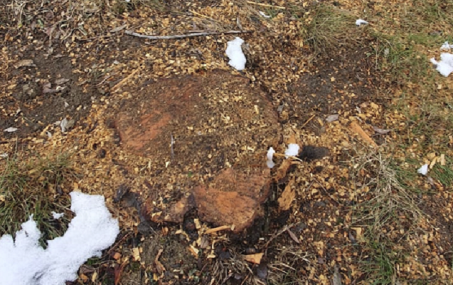 “Ağacları yeni işçi götürüb maaşlarını mənimsəmək üçün kəsdilər” — Fotolar
