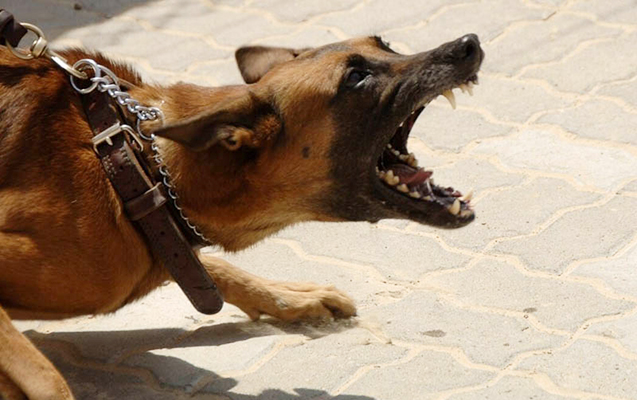 balaxanida-1-ayda-65-neferi-it-disleyib