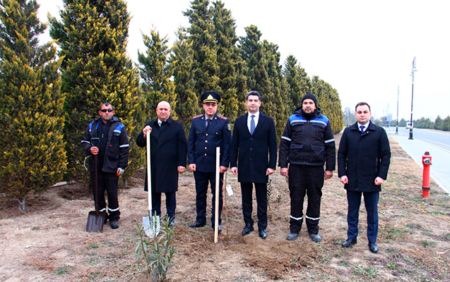 naftalanda-sakura-agaclari-ekildi